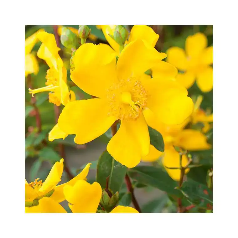 Usine Directe Hypericum hidcote en pot de 3 litres