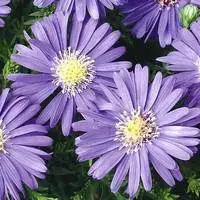 Aster vivace – Le pot de 10,5 cm Meilleur Prix