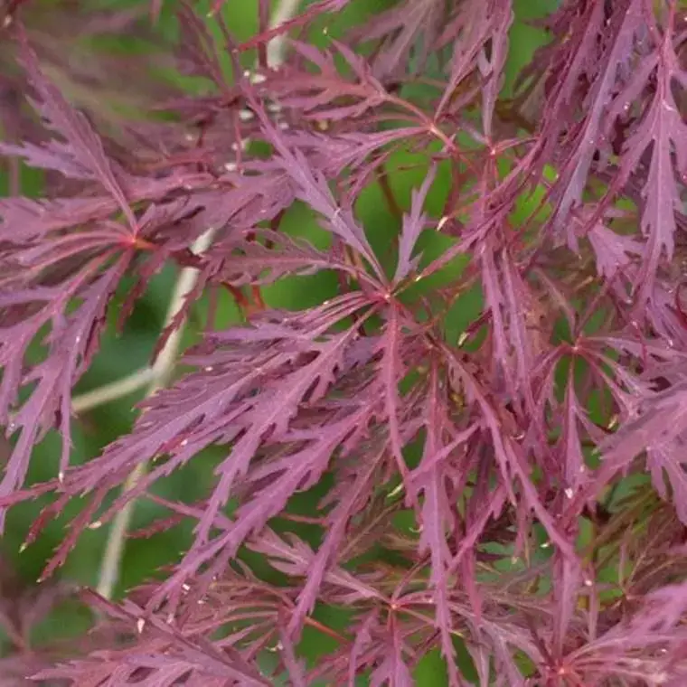 Acer Palmatum Dissectum Garnet (érable du Japon) en pot de 4,5 L rouge Bon Marché