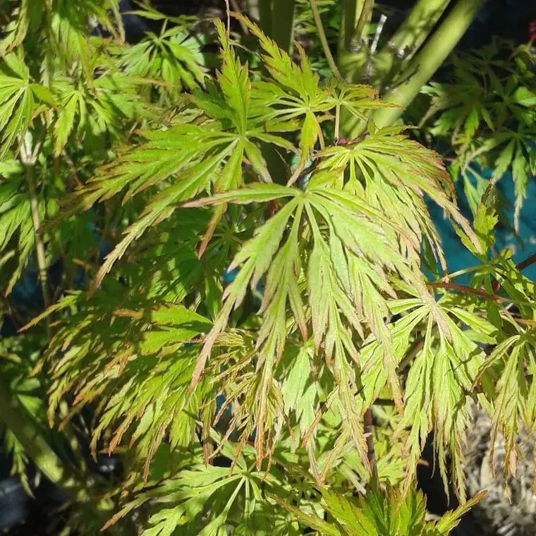 Acer Palmatum Seiryu (érable du japon) en pot de 3 L vert Paiement Sécurisé