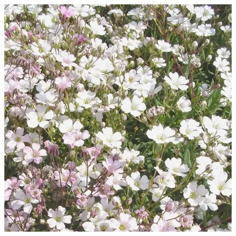 Affaire À Saisir Gypsophile – Le pot de 2 litres