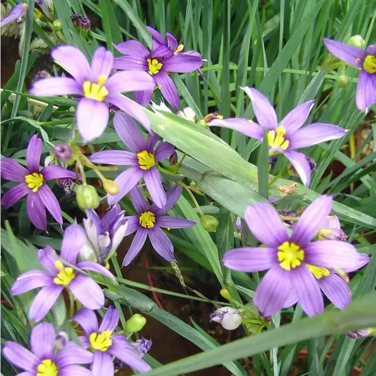 Sisyrinchium Californicum – Le pot de 2 litres Populaire