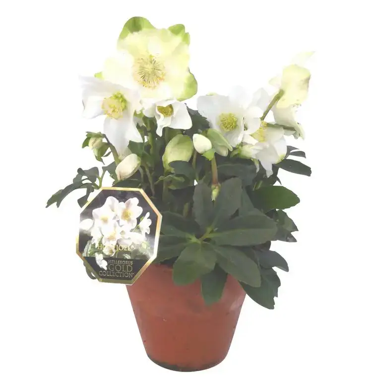 Rose de Noël – Le pot de 21 cm en terre cuite Prix Choc