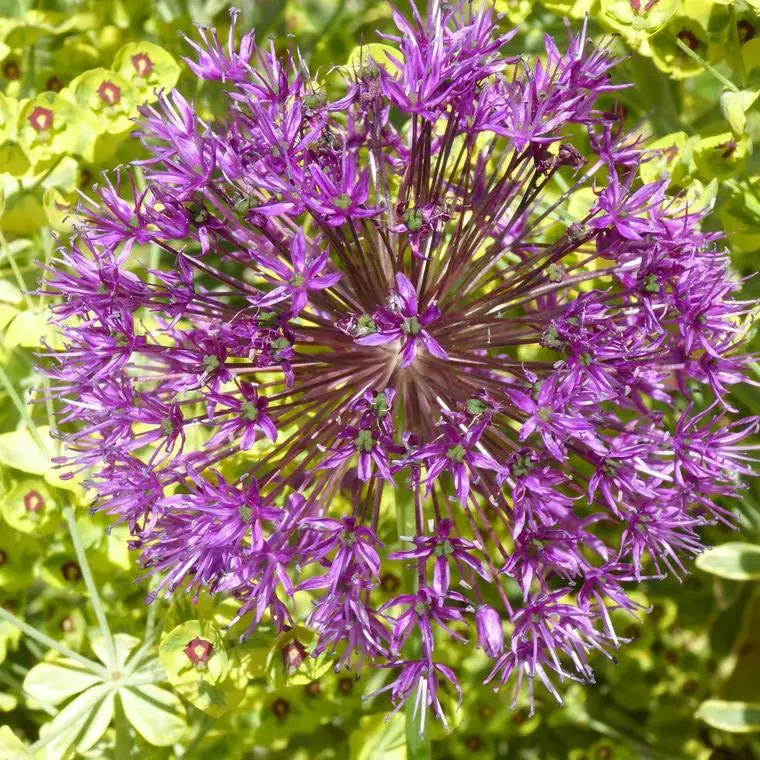 Allium (Ail d&rsquo;ornement) à fleurs multicolores – Le pot de 3 litres Prix Réduit