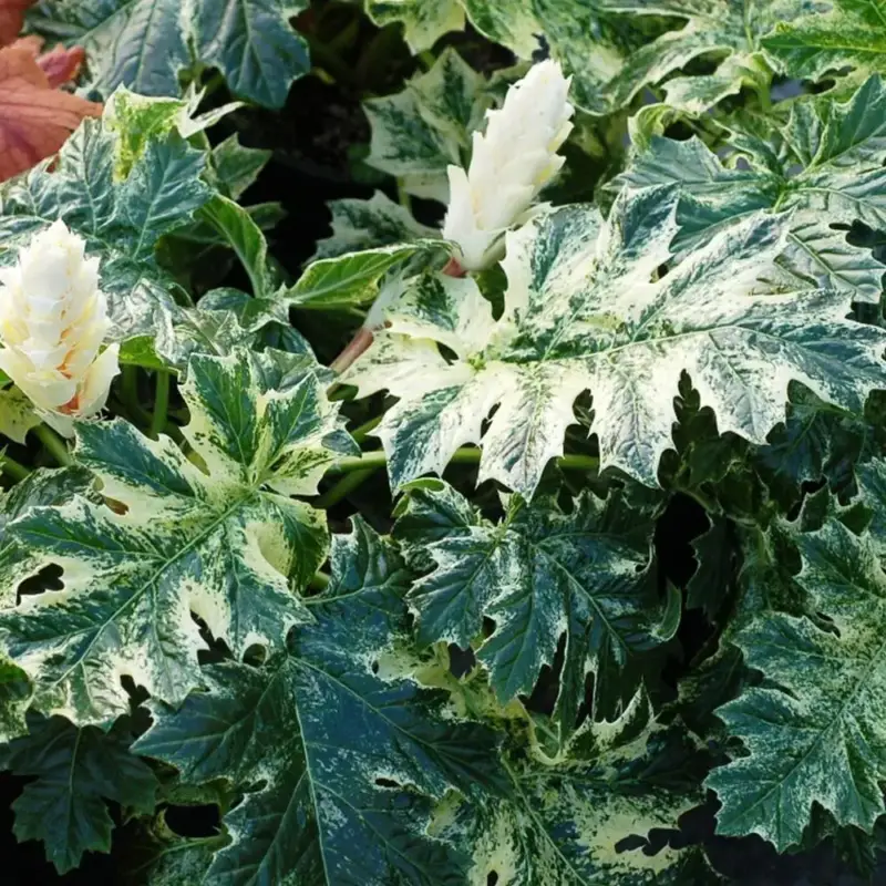 Acanthus &lsquo;Whitewater&rsquo;®. Le pot de 3 litres Offre Limitée