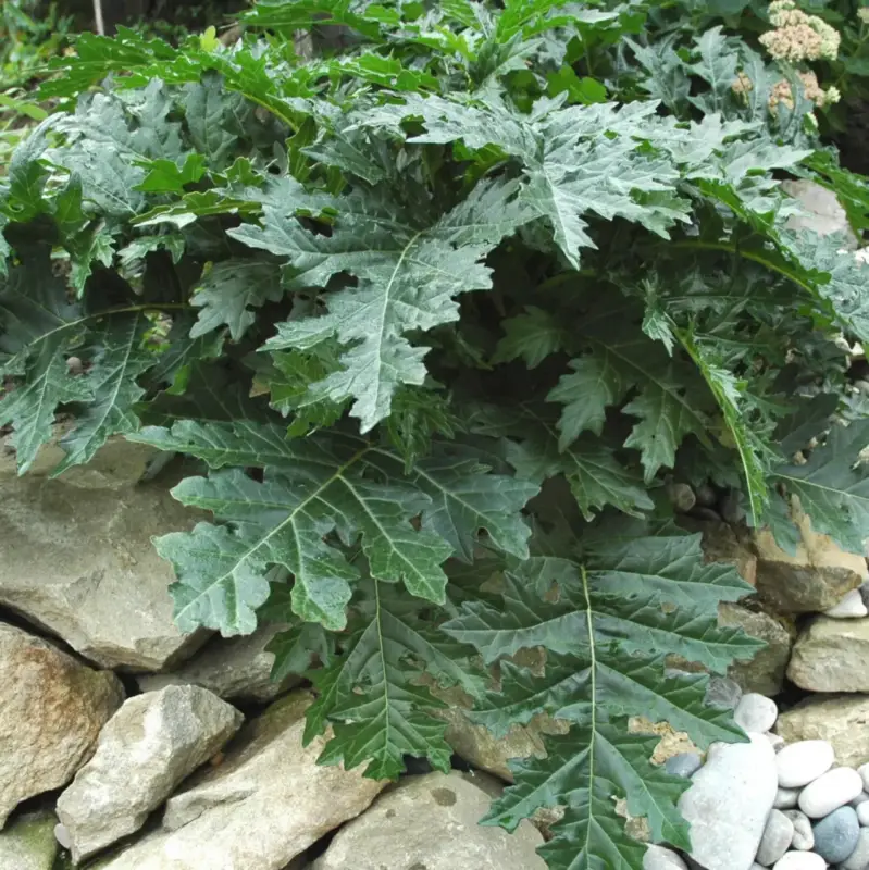 Acanthus Mollis. Le pot de4 litres Offre Spéciale