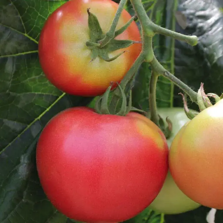 Solde Tomate Ronde Rose De Berne Bio. La barquette de 3 plants
