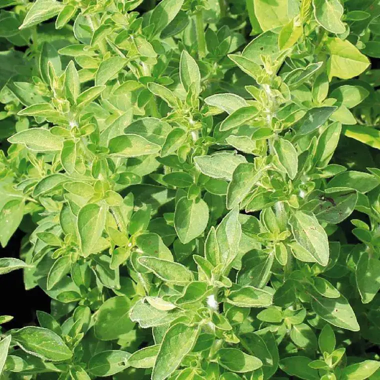 Vente Flash Origan Bio. Le pot de 1 litre
