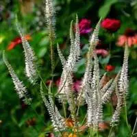 Super Prix Veronicastrum Virginicum – Le pot de 2 litres