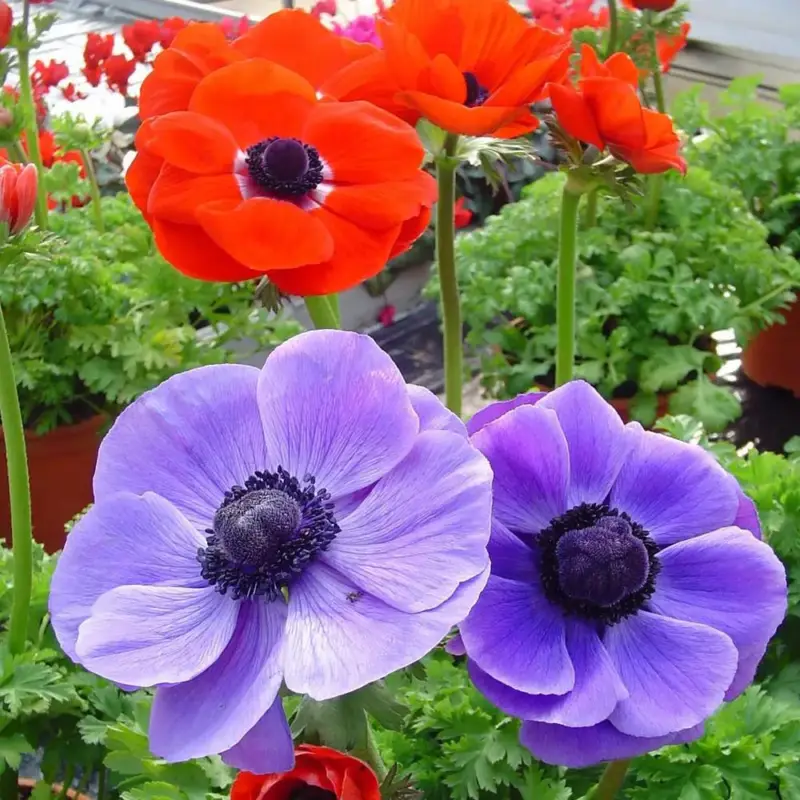 Anemone Coronaria Bleu. Le pot de 17 cm Petit Prix