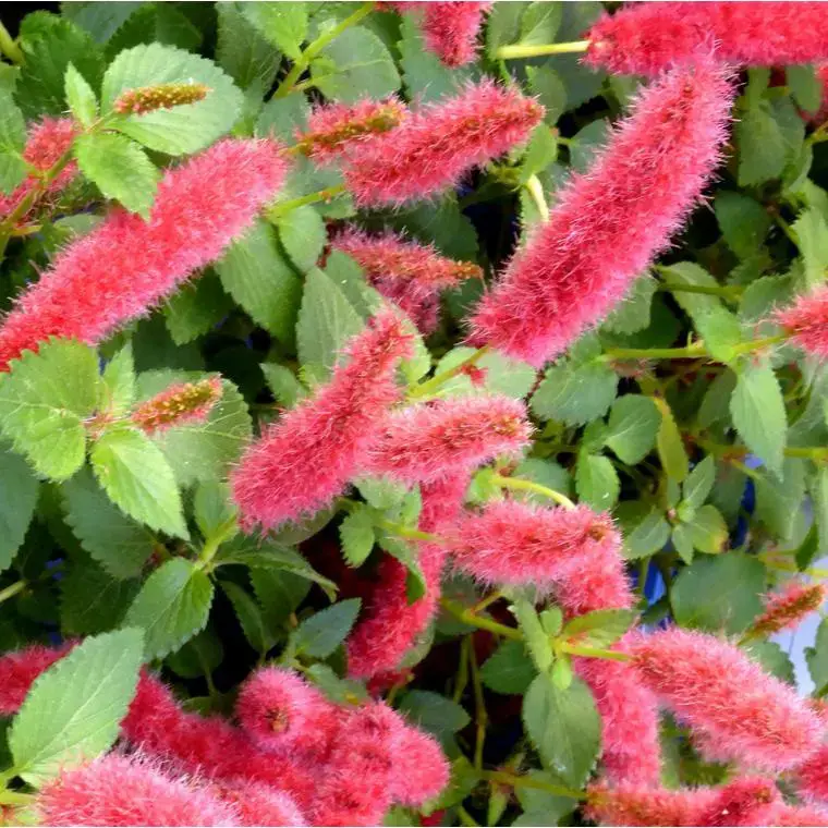 Acalypha – Le pot de 2,5 litres Dernier Modèle