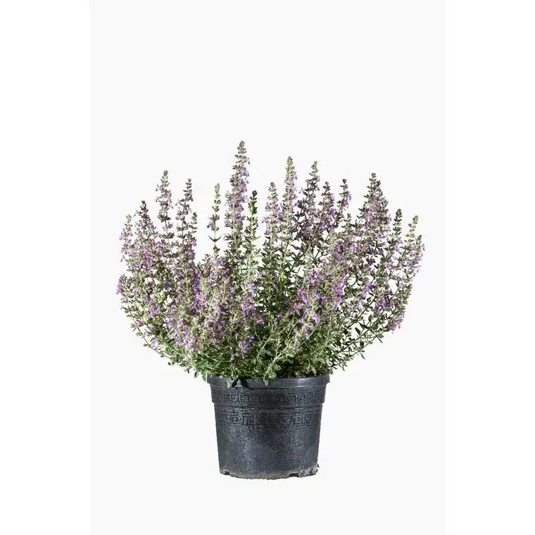 Achat Immédiat Teucrium – Le pot de 3 litres