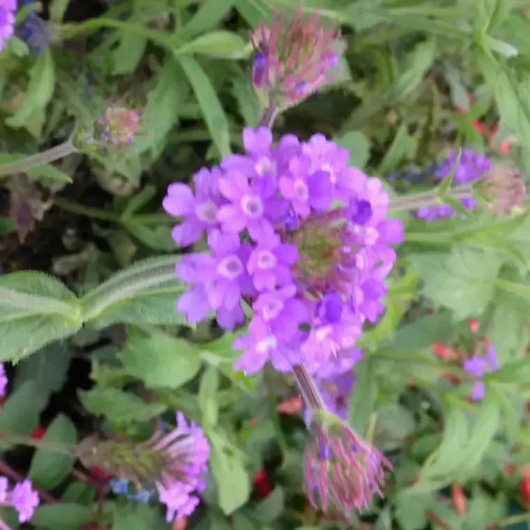Verbena Rigida – Le pot de 3 litres Achetez Aujourd&rsquo;hui