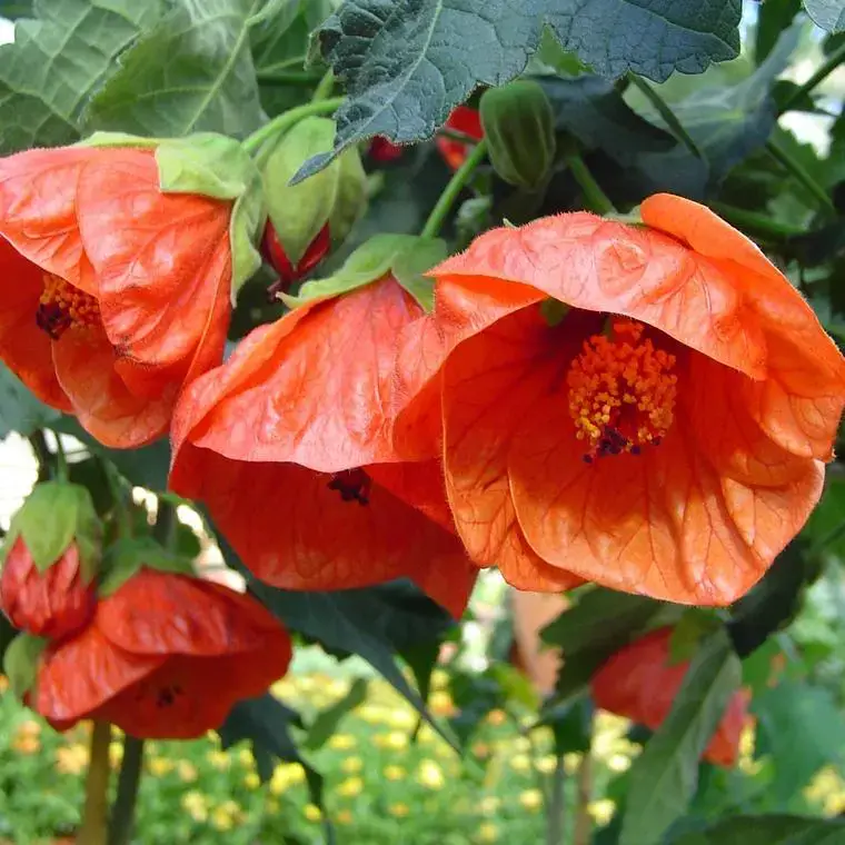 Abutilon X Bella – Le pot de 4 litres Acheter Direct