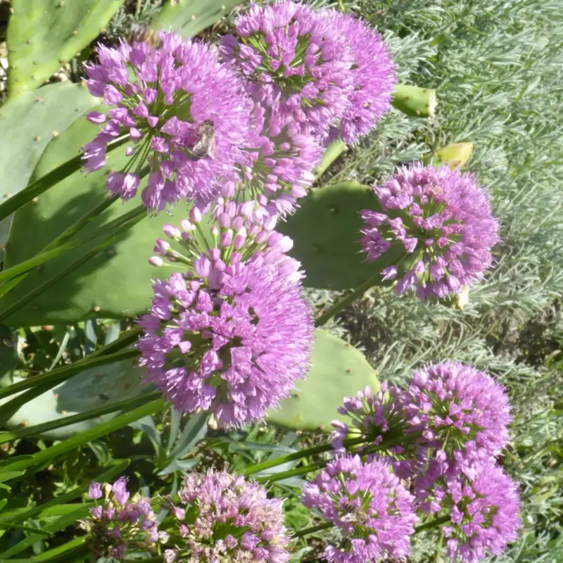 Allium Millenium. Le pot de 2,5 litres Authentique