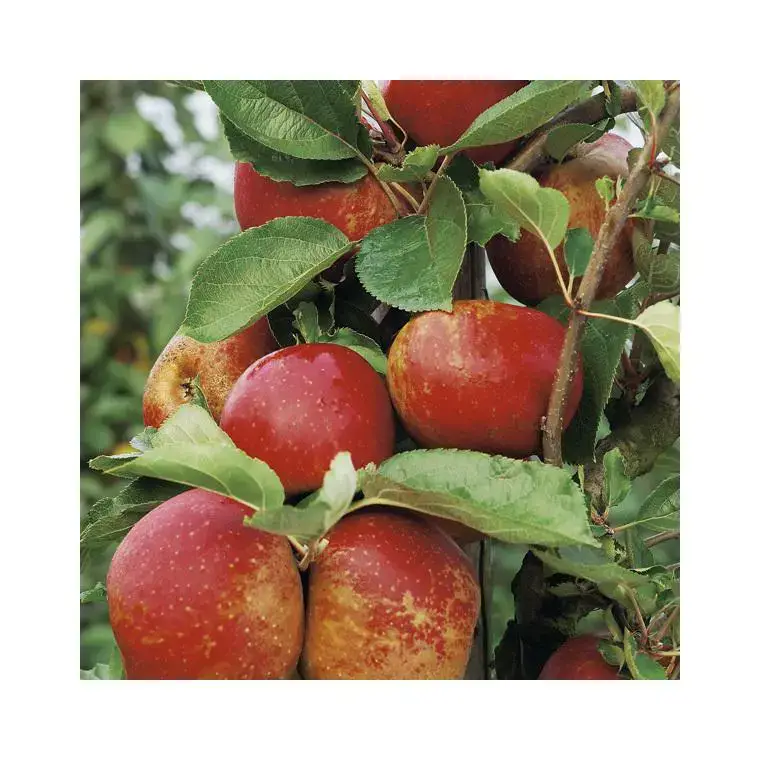 Super Prix Pommier Belle De Boskoop. Le pot de 10 litres forme palmette U simple