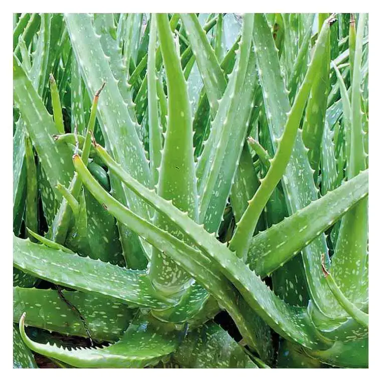 Aloe vera de Cuba – Le pot de 9 x 9 cm Prix Réduit