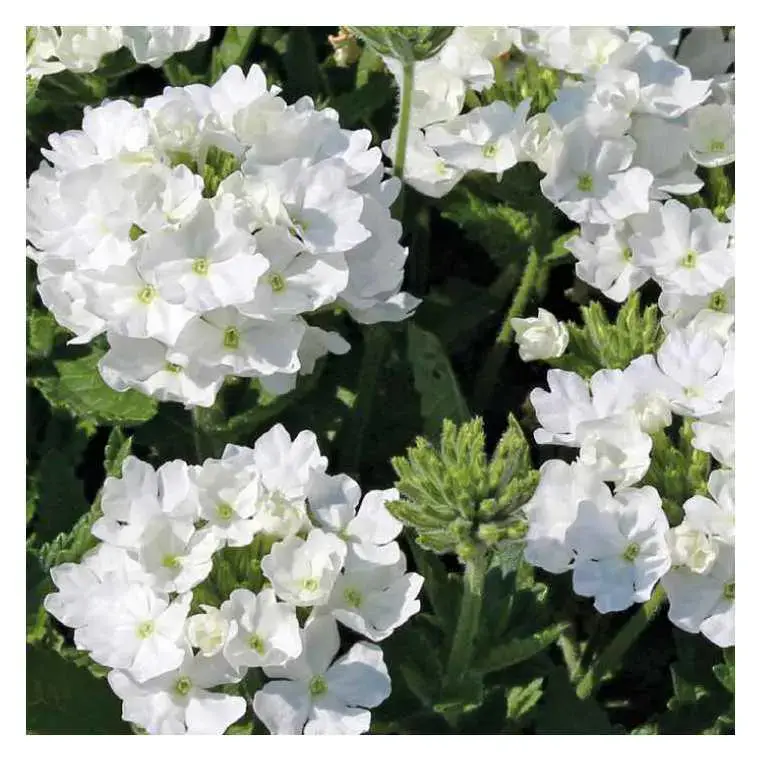 Verveine tapissante blanche – Le pot de 9 x 9 cm Quantité Limitée