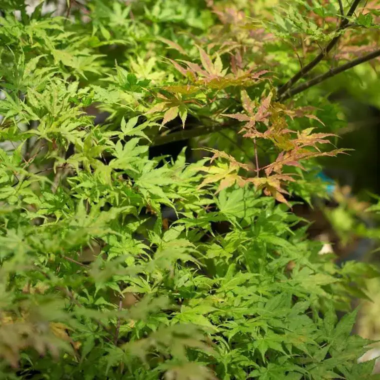 Acer Palmatum Reticulatum – Le pot de 3 litres Remise