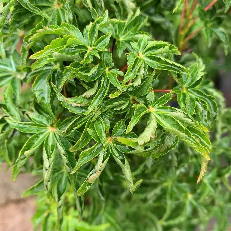 Acer Palmatum Shishigashira – Le pot de 7 litres Marque