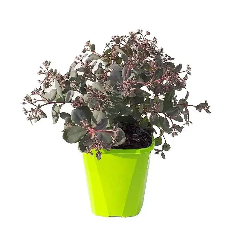 Sedum X Plum Dazzled – Le pot de 2 litres Offre Limitée