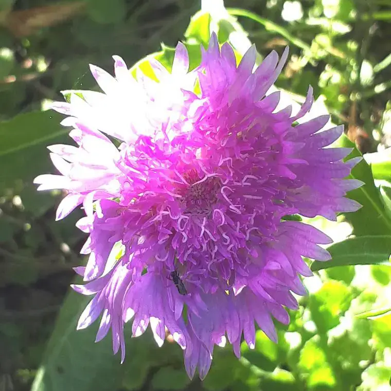 Stokesia Laevis Purple Parasols bleu. Le pot de 5 litres Offre Limitée
