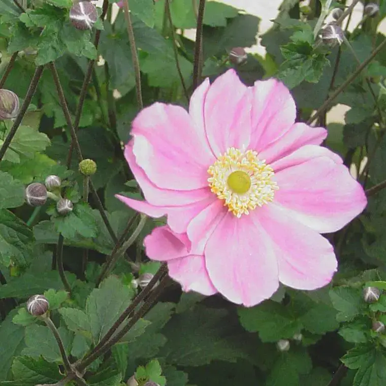 Anemone Japonica – Le pot de 5 litres Nouveauté
