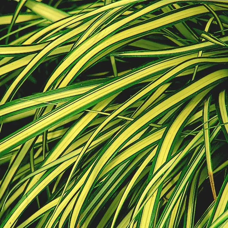 Super Prix Carex – Le bac carré