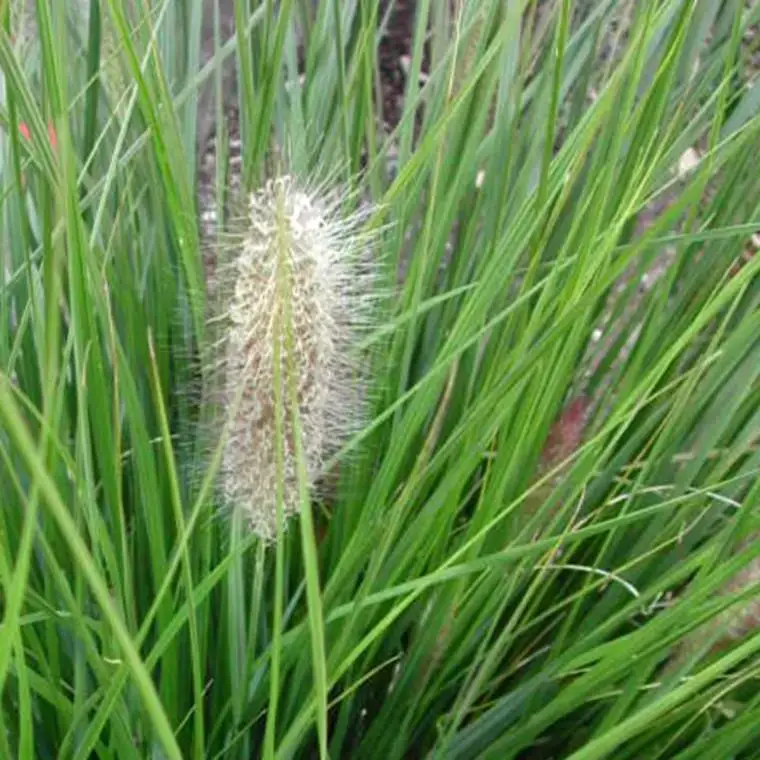 Seulement Aujourd&rsquo;hui Pennisetum Alopecuroides Hameln – Le bac carré