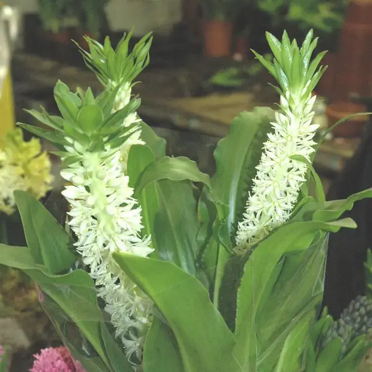 Seulement Aujourd&rsquo;hui Eucomis Autumnalis – Le pot de 3 litres
