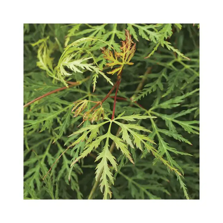 Usine Directe Érable du Japon acer palmatum dissectum emerald lace coloris vert. Le pot de 3 litres