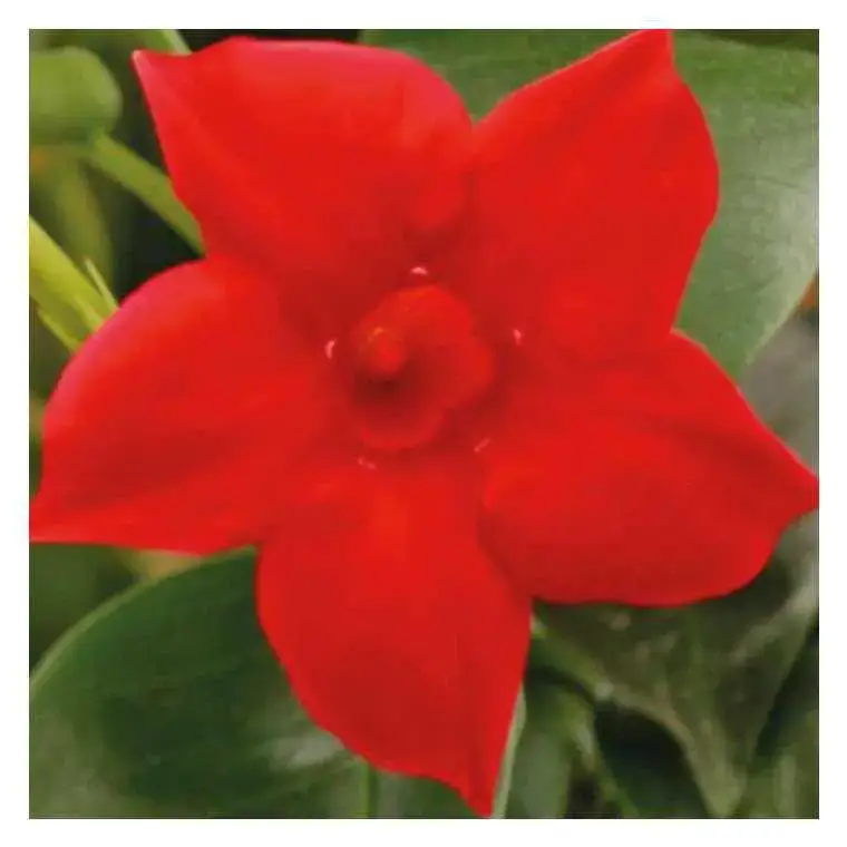 Achetez Aujourd&rsquo;hui Dipladénia rouge Rio Dark Red® – Le pot de 9 x 9 cm