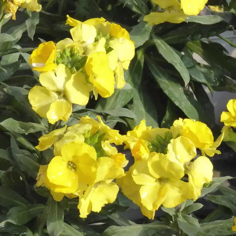 Acheter En Ligne Erysimum – Le pot de 1 litre