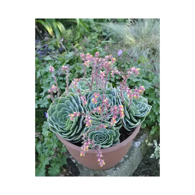 Soldes Echeveria glauca. Le pot de 3 litres