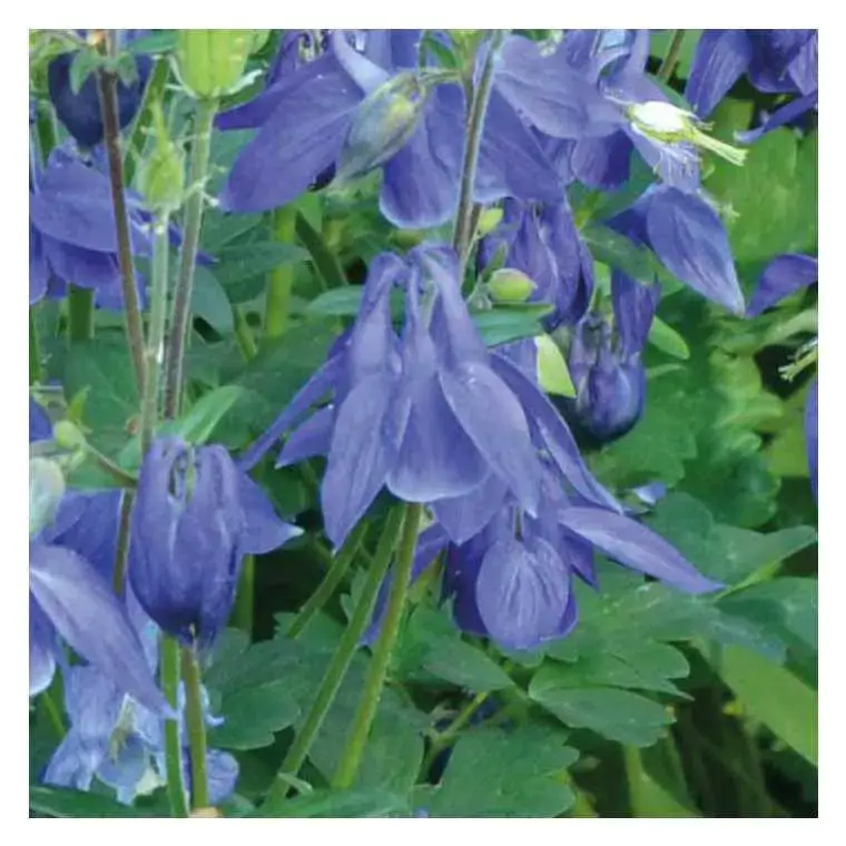 Ancolie naine bleue – Le pot de 9 x 9 cm Retour Gratuit