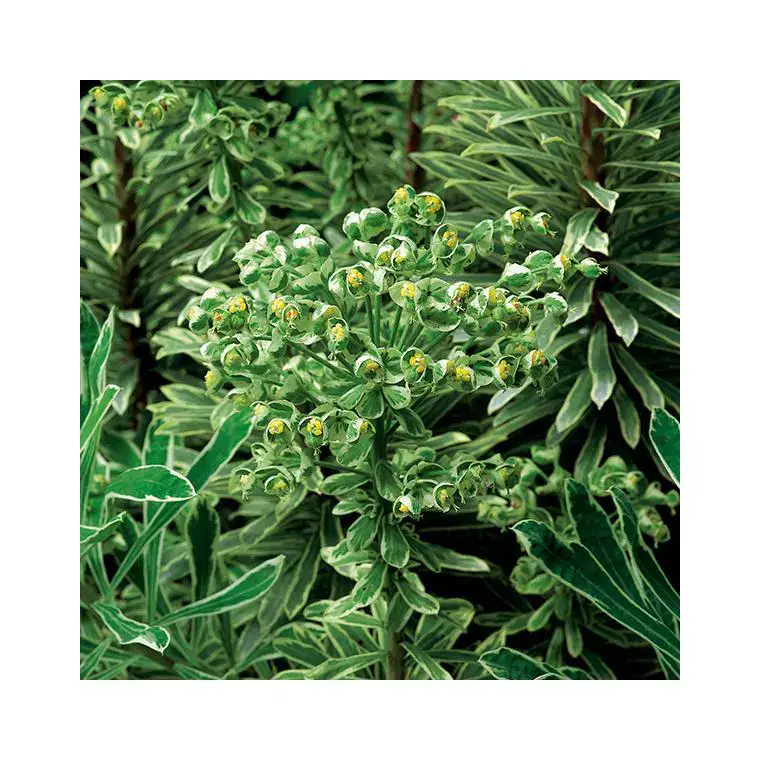Top Vente Euphorbe silver swan en pot de 3 litres
