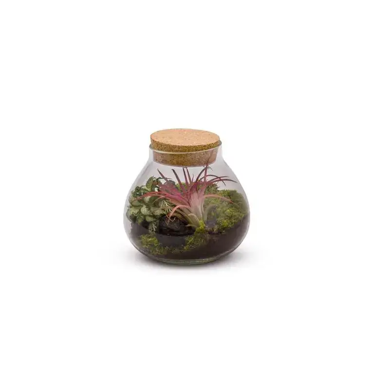 Prix Cassé Terrarium bulle light fittonia et tillandsia taille L Ø 20,5 x H 20 cm