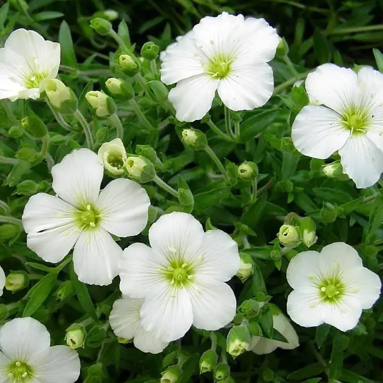 Arenaria Montana – Le pot de 13 cm Populaire