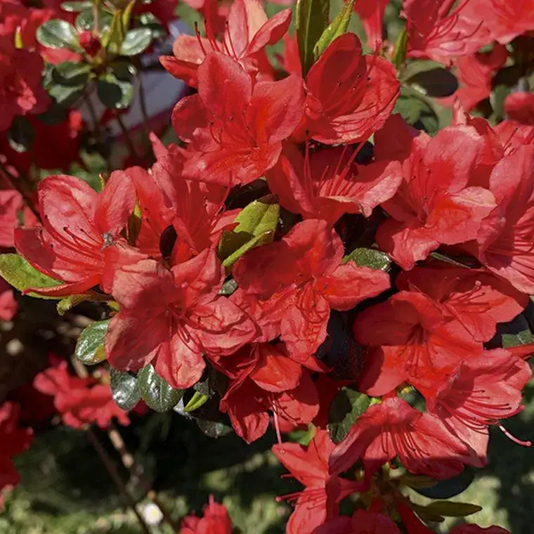 Azalea japonica stewartoniana rouge en pot de 5 L Acheter En Ligne
