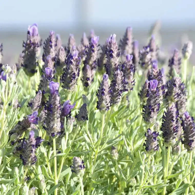 Achetez Aujourd&rsquo;hui Lavande stoechas bandera violette en pot de 2 L