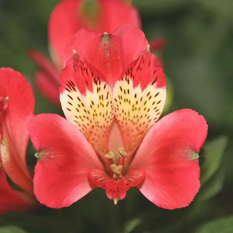 Alstroemère de Jardin &lsquo;Stella&rsquo; – Le pot de 2 litres Remise