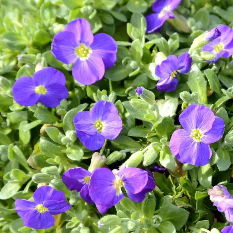 Aubriète glacier bleue en pot de 2 L Populaire