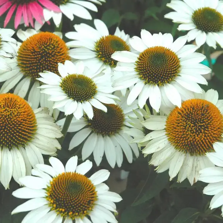 Promotion Saisonnière Echinacea Purpurea Powwow White – Le pot de 2 litres
