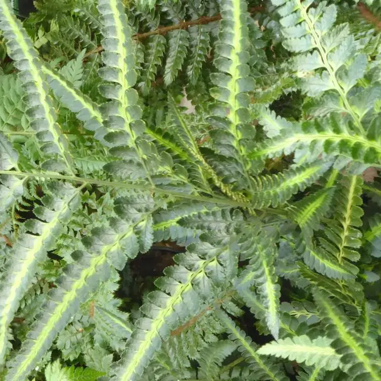 Super Prix Fougère Athyrium Niponicum &lsquo;Apple Court&rsquo; – Le pot de 2 litres