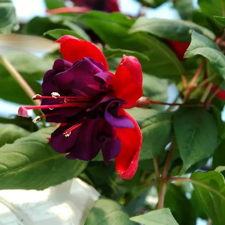Solde Fuchsia &lsquo;Dollarprinzessin&rsquo; – Le pot de 2 litres