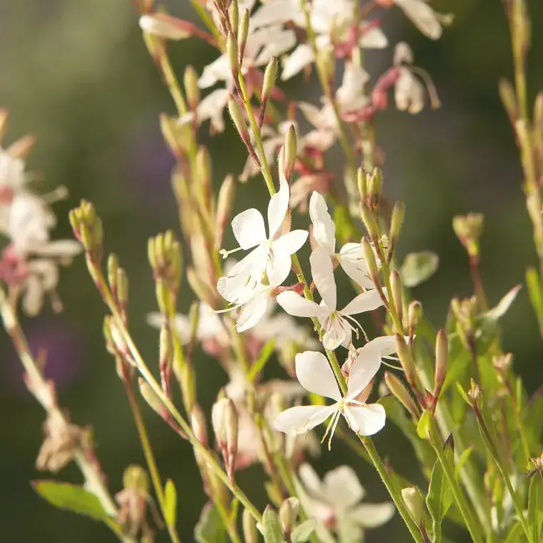 Quantité Limitée Gaura blanche en pot de 2 L
