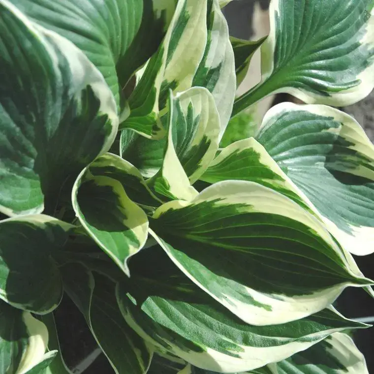 Seulement Aujourd&rsquo;hui Hosta &lsquo;Barbara Ann&rsquo; – Le pot de 2 litres