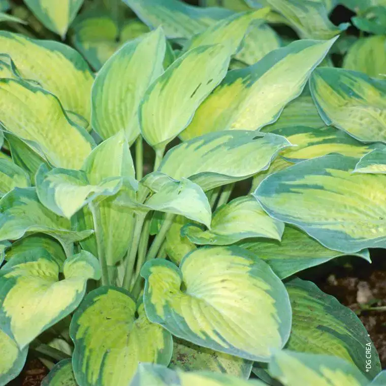 Solde Hosta &lsquo;Paul&rsquo;S Glory&rsquo; – Le pot de 2 litres