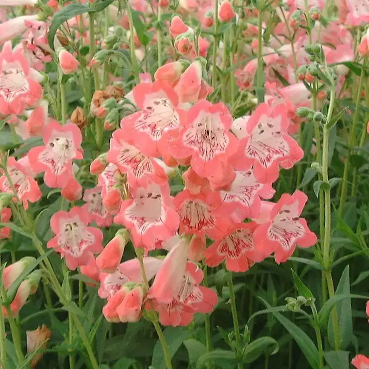 Acheter Direct Penstemon souvenir d&rsquo;Adrien Régnier rose en pot de 2 L