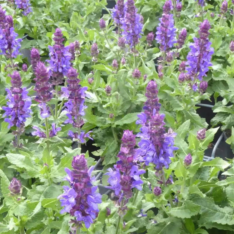 Sauge des bois caradonna bleue en pot de 2 L Must-Have